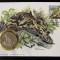 Malaezia 1995 &ndash; Leopard, medalie WWF 30 de ani &ndash; Numisbrief