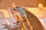 Tablou Canvas, "Solemnitatea iguanei la apusul soarelui", Iguana, Sol, Umbre, Texturi, Culori, Solzi, Privire, 39 x 26 cm, CMCLASS