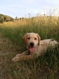 Femelă labrador
