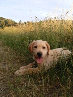 Femelă labrador foto