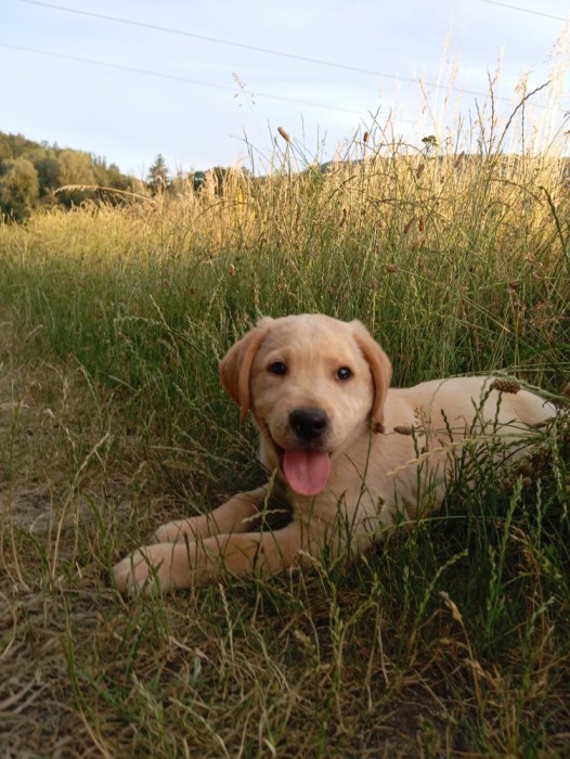 Femelă labrador