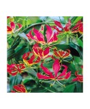 Crinul de Foc Gloriosa, Rothschildia, Rosu/Galben, 20/25, 1 Bulb, Oem