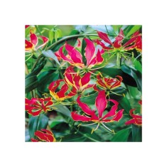 Crinul de Foc Gloriosa, Rothschildia, Rosu/Galben, 20/25, 1 Bulb