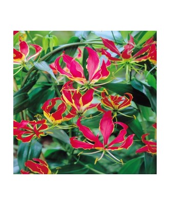 Crinul de Foc Gloriosa, Rothschildia, Rosu/Galben, 20/25, 1 Bulb foto