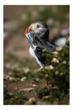Tablou Canvas, "Puffin cu prada marină strălucitoare", Puffin, Pește, Cioc, Colorat, Natură, Verdeață, Flori, Ochi, Penaj, Bokeh, 26 x 39 cm, CMCLASS
