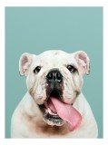 Tablou Canvas, "Bulldog fericit cu limba scoasă", Bulldog, Amuzant, Prietenos, Limbă, Fotografie, Z&acirc;mbet, Fundal, Verde, Portret, Drăguț, 26 x 39 cm,