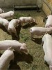 Porci de vanzare