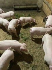 Porci de vanzare