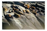 Tablou Canvas, "Leii de mare la soare pe st&acirc;nci", Leii, De, Mare, Odihnindu-se, Pe, St&acirc;nci, Soare, Relaxare, Odihnă, Grup, Natură., 39 x 26 cm, CMCLAS