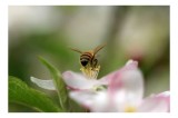 Tablou Canvas, "Albină pe floare primăvăratică", Alb, Delicat, Polenizare, Verde, Natura, Fragil, Aripi, Primavara, Foioase, Nectar., 39 x 26 cm, CMCL