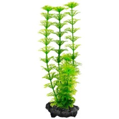 Plant Tetra Ambulia, S - 15cm foto