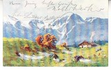 D11 A 24 - Felicitare de colectie - circulata la 1905 - Frankfurt
