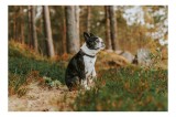Tablou Canvas, "Boston Terrier contempl&acirc;nd &icirc;n pădurea deasă", C&acirc;ine, Pădure, Toamnă, Liniște, Natură, Blană, Verde, Copaci, Relaxare, Meditație, 39 x