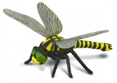 Libelula - Collecta foto