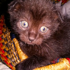 pisicuta Scottish Fold adorabila cauta Om