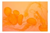 Tablou Canvas, "Dansul elegant al meduzelor portocalii", Jeleuri, Portocalii, Acvatice, Grațioase, Dansează, Fire, Subțiri, Translucide, Eterice, &Icirc;nch