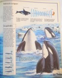 VIATA SALBATICA A LUMII, ZONELE POLARE de KAMINI KHANDURI, DESENE de MARY CARTURIGHT, ILUSTRATII de IAN JACKSON, 1994