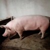 Vand porc crescut in gospodaria proprie