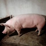 Vand porc crescut in gospodaria proprie