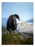 Tablou Canvas, "Pinguin privind spre orizontul vast", Pinguin, Pietriș, Cer, Verdeață, Roche., 26 x 39 cm, CMCLASS