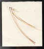 Bogdan Tanase Marinescu - Compoziție grafică - Haiku Issa, fata/verso, 2024, Nonfigurativ, Cerneala, Abstract