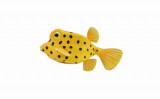 Figurina peste cubicus boxfish s collecta
