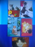 HOPCT LOT NR 1059 .PISICI --5 CARTI POSTALE-NECIRCULATE