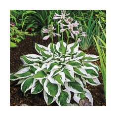 Planta Hosta Patriot C2, ghiveci 2l