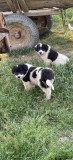 Caine ciobanesc de bucovina