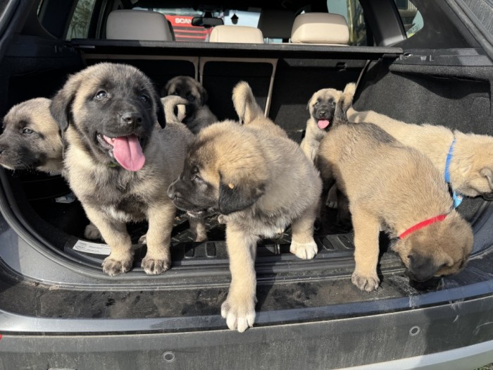 Pui de Kangal ne căutăm căsuță nouă! 🏡