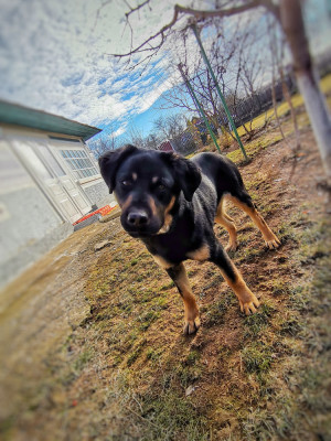 V&amp;acirc;nd Labrador Retriever Negru foto