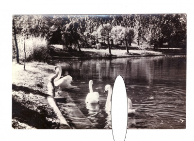 CP Bucuresti - Vedere din Parcul Libertatii, RPR, circulata 1958, stare buna foto