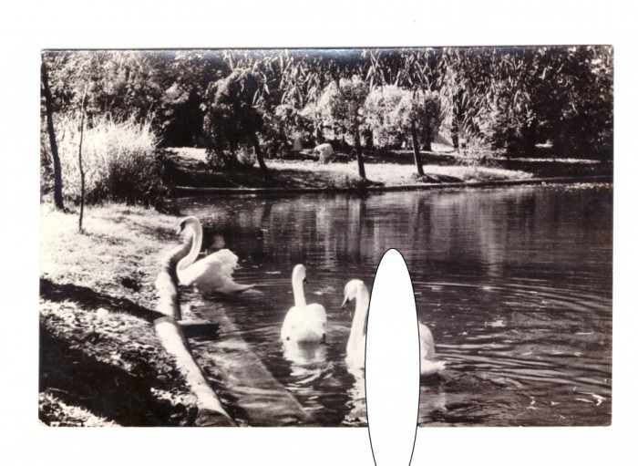 CP Bucuresti - Vedere din Parcul Libertatii, RPR, circulata 1958, stare buna