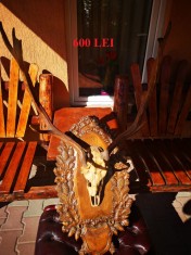 Panoplie coarne cerb, diverse ! foto