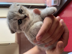 Fetite ?i Baieti Scottish Fold/Scottish Straith foto