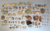 Lot de 95 de fosile din Devonian, Triasic, Jurasic, Cretacic, Eocen, Oligocen, Miocen, Pleistocen, Holocen