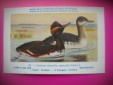 HOPCT 6316 PODICEPS NIGRICOLLIS NIGRICOLLIS -PASARI DE APA -FAUNA EUROPA-CP CHROMO LITHO -MUZEUL REGAL STIINTE NATURALE BELGIA-NECIRCULATA, Printata