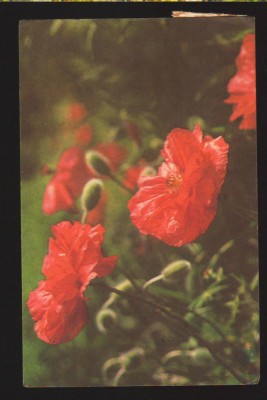 CPIB 19875 CARTE POSTALA - MACI foto