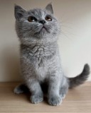 Pui pisica british shorthair
