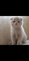 Scottish fold foto