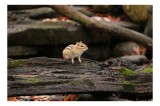 Tablou Canvas, "Veverița pe trunchiul muschiului verde", Chipmunk, Driftwood, Autumn, Moss, Forest, Alert, Nature, Woodland, Wilderness, Camouflage, 3
