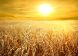 Fototapet Golden Light