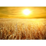 Fototapet Golden Light