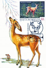 Romania 1993, CM, Fauna, Caprioara, Sa cunoastem, Sa protejam, Oradea foto