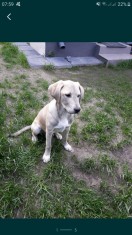 Caine metis,6 luni,mama Labrador foto