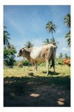 Tablou Canvas, "Vaca sub palmieri tropicali", Vacă, Palmieri, Cer, Albastru, Iarbă, Soare, Umbră, Natură, Relaxare, Peisaj., 26 x 39 cm, CMCLASS