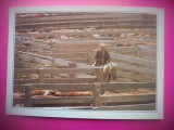 HOPCT 8243 CAWBOY INTRE VITE -AMARILLO TEXAS -SUA-AMERICA DE NORD -NECIRCULATA-