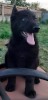 Mascul ciobanesc german, Pedigree