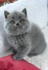 Pui pisica british shorthair