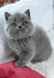 Fetițe și băieței British Shorthair